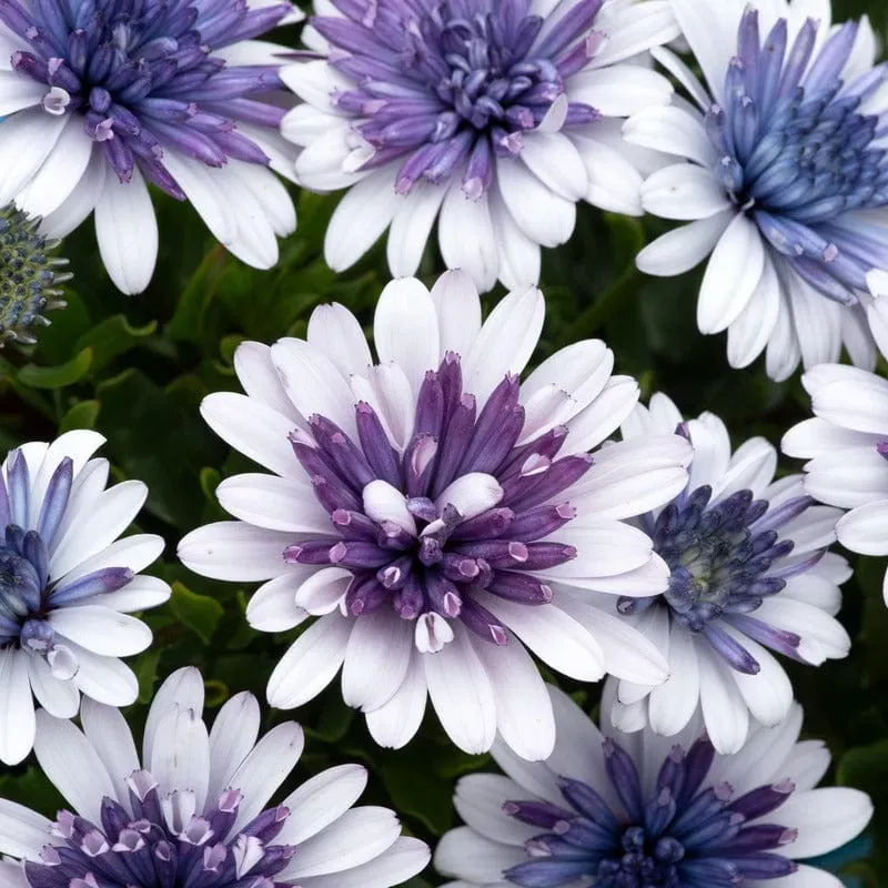 World Botanics Osteospermum 3D Blue Steel jonge planten 5 stuks