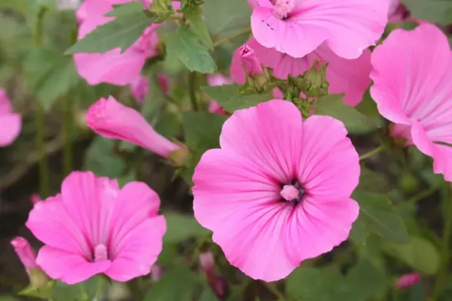 Vitale Rassen Loveliness bekermalva zaden roze bloem