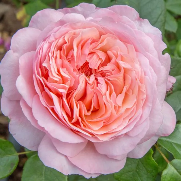 World Botanics Hybrid Tea Trio rozen kale wortel 3 stuks