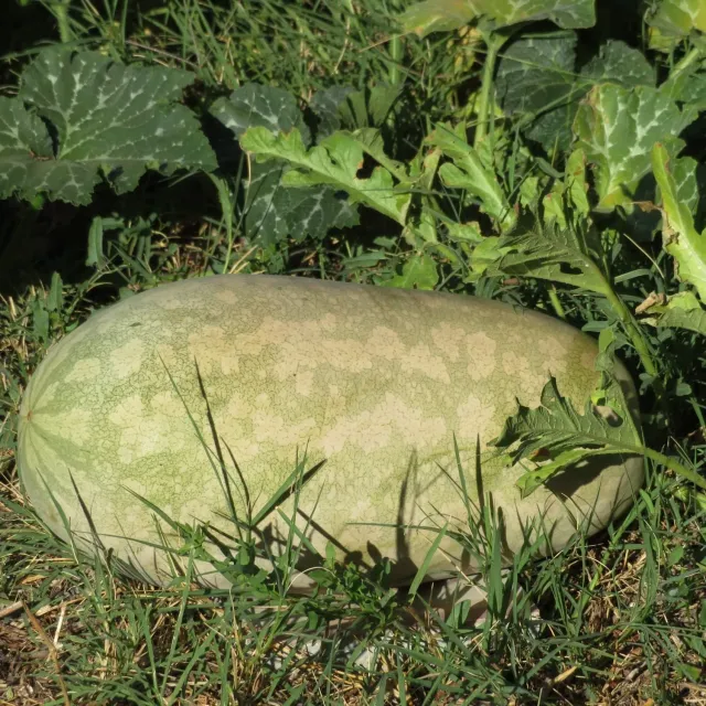 De Tuinen van MergenMetz Citre Mas Moineau zaden 10 zaden konfijt