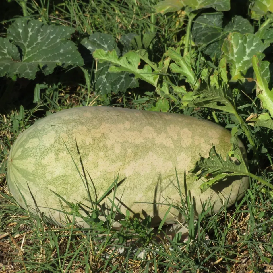 De Tuinen van MergenMetz Citre Mas Moineau zaden 10 zaden konfijt