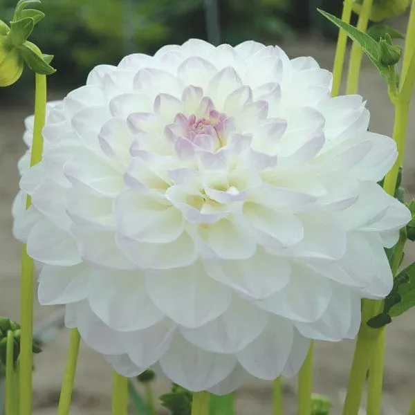 World Botanics Dahlia Eveline knol wit-lila 120cm 1 stuk