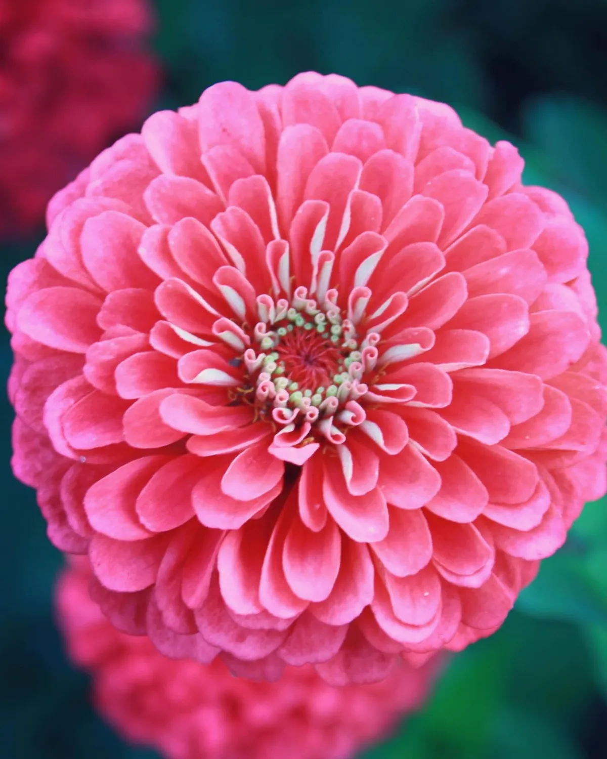 Vitale Rassen Zinnia mix bloemzaden gemengd