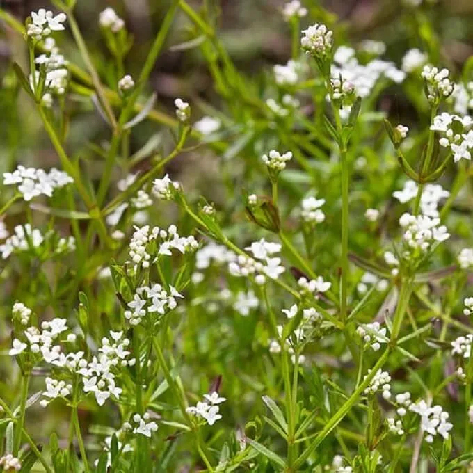 MediGran Galium palustre zaden moeraswalstro
