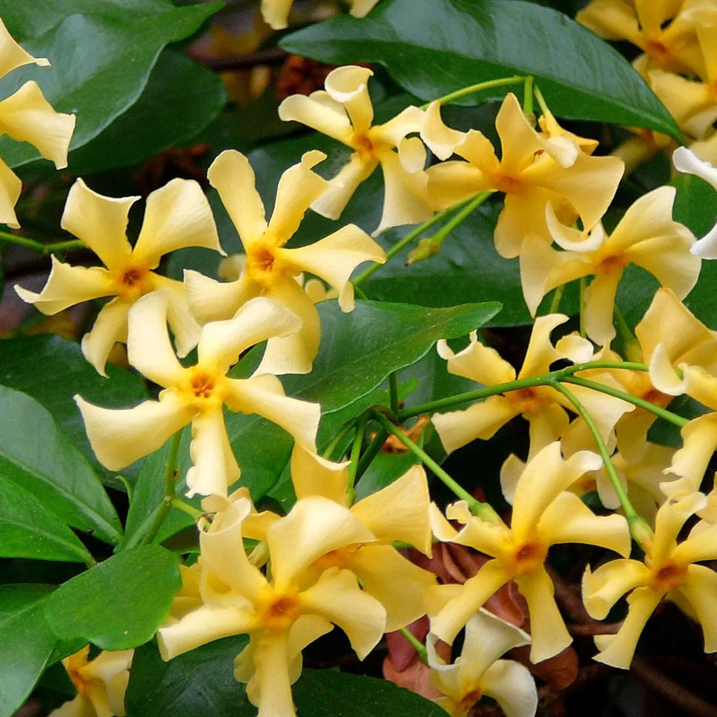 World Botanics Sterjasmijn collectie 3 planten geurend