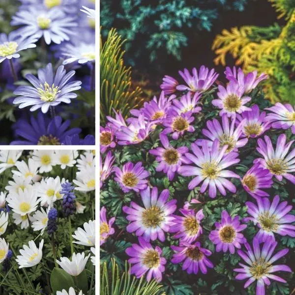 World Botanics Anemone Blanda Collection bloembollen 60 stuks