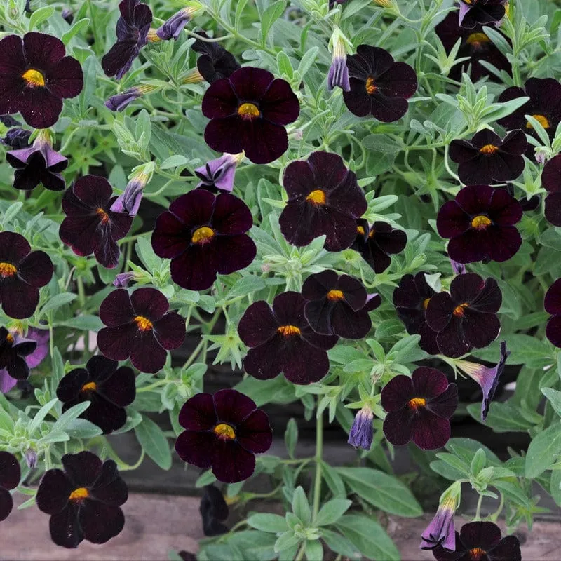 World Botanics Calibrachoa Single Black Cherry jonge planten 5 stuks