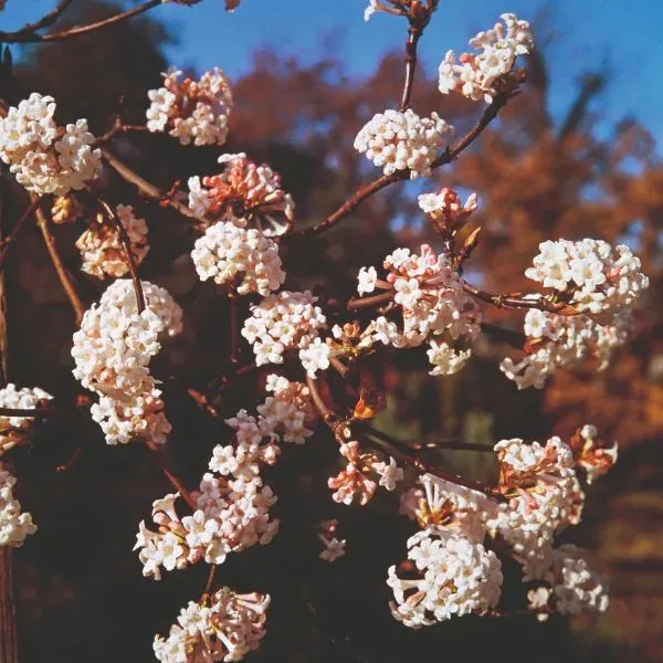 World Botanics Viburnum Farreri Fragrans struik 9cm pot