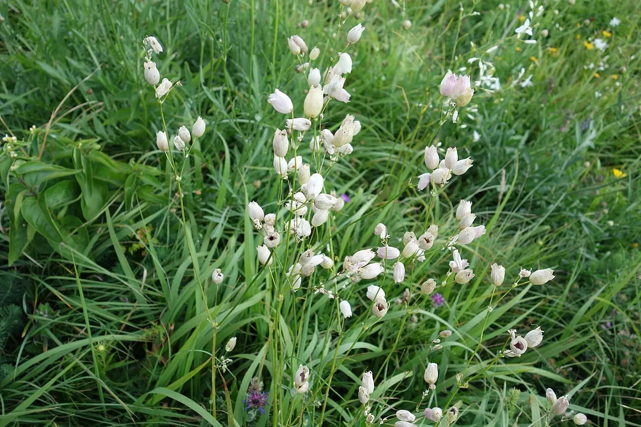 MergenMetz Blaassilene Silene vulgaris vaste plant
