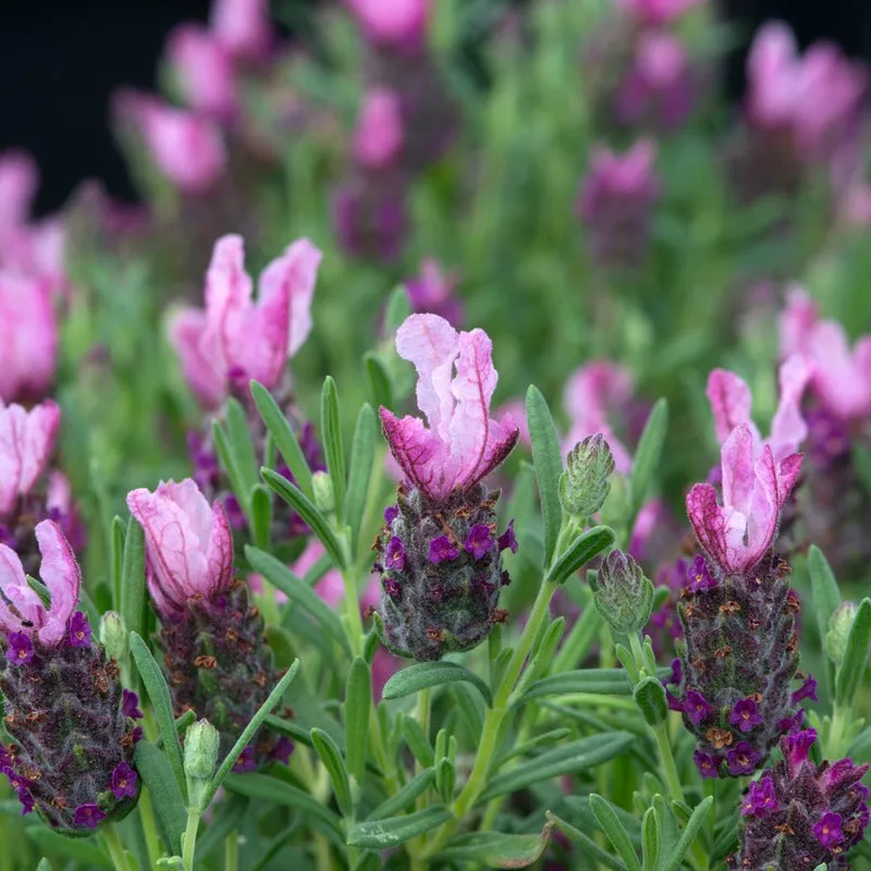 World Botanics Lavendula Stoechas Deep Rose lavendelplanten 3 jonge planten