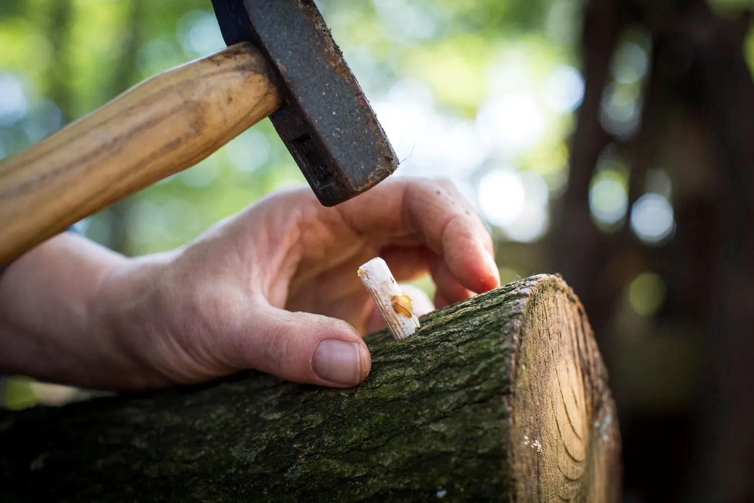De Tuinen van MergenMetz Van Stam tot Zwam workshop paddenstoelen 10 oktober