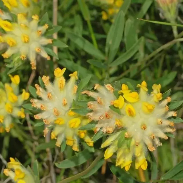 MediGran Anthyllis vulneraria Wondklaver zaden geel