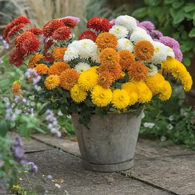 Chrysanthemum Margaret jonge planten mix 5 stuks herfst