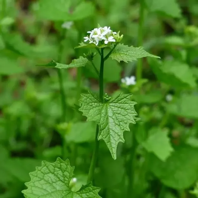 MediGran Alliaria petiolata zaden look-zonder-look onbespoten