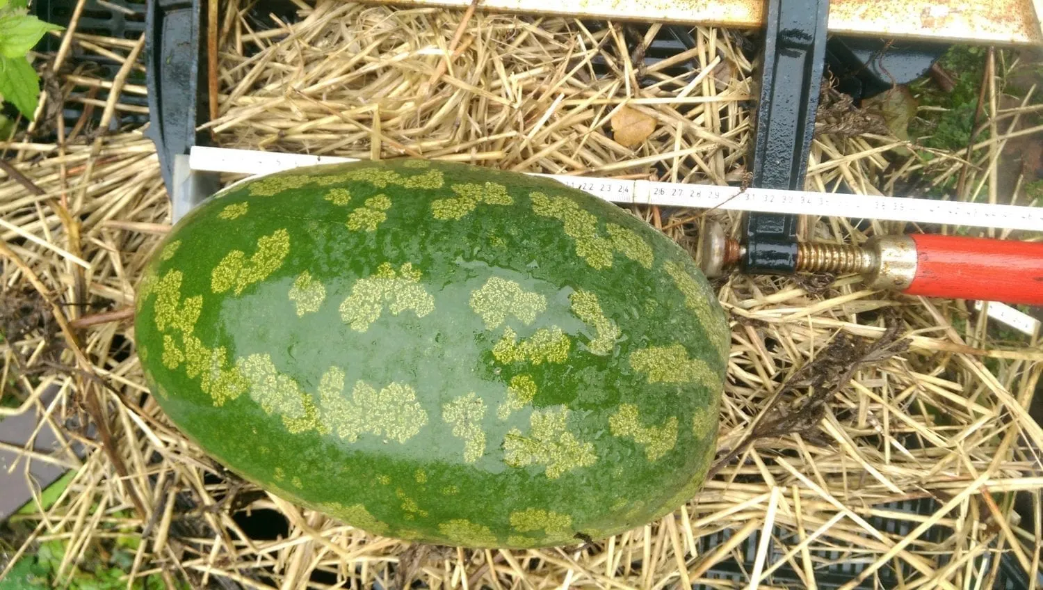 De Tuinen van MergenMetz Citre Mas Moineau zaden 10 zaden konfijt