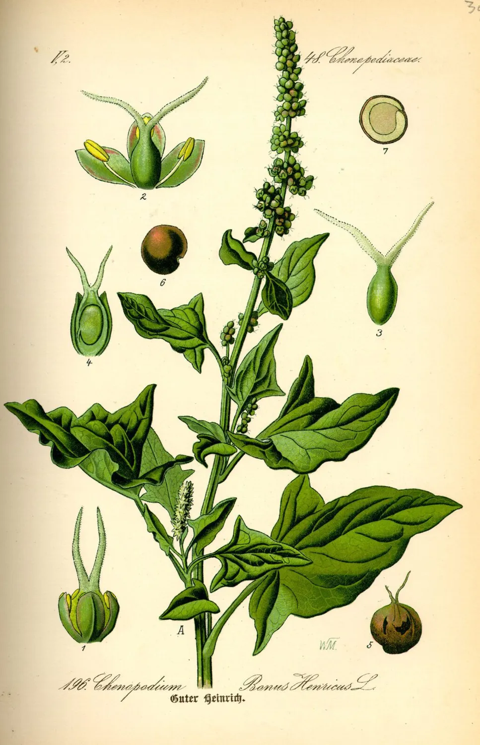 De Tuinen van MergenMetz Brave Hendrik spinaziezaden ca. 100 vaste plant