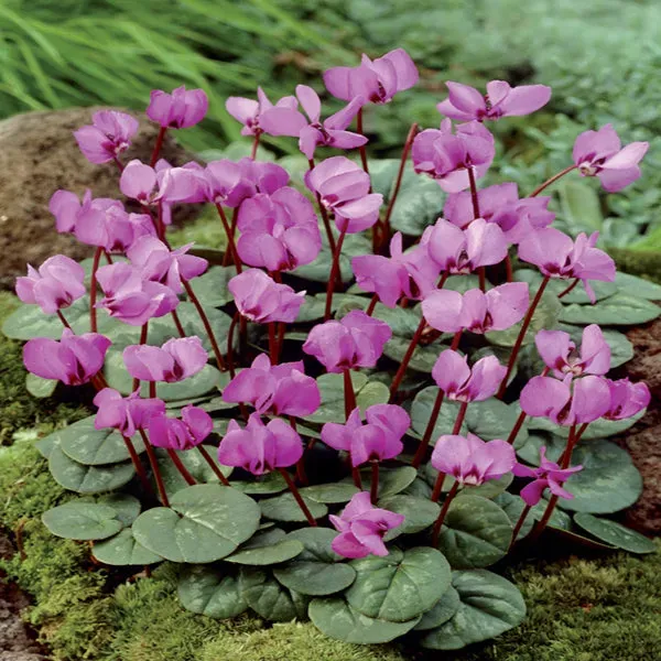 World Botanics Cyclamen Coum roze bloemknollen 5 stuks