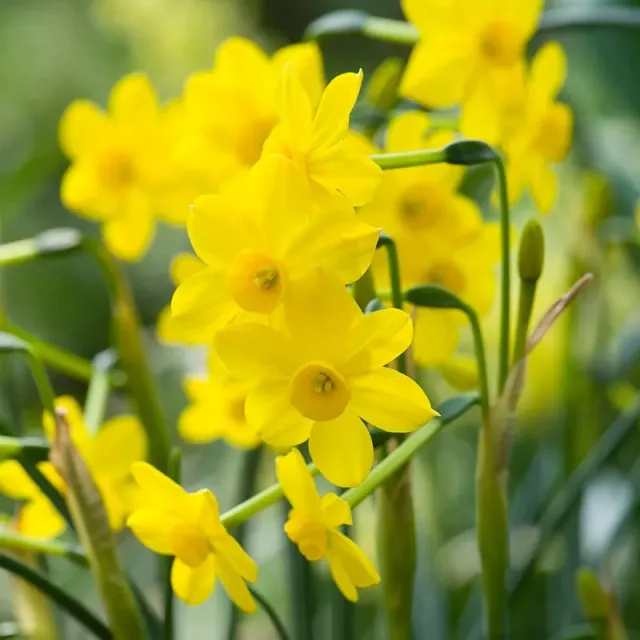 World Botanics Narcissus Baby Moon narcisbollen geel 15 stuks