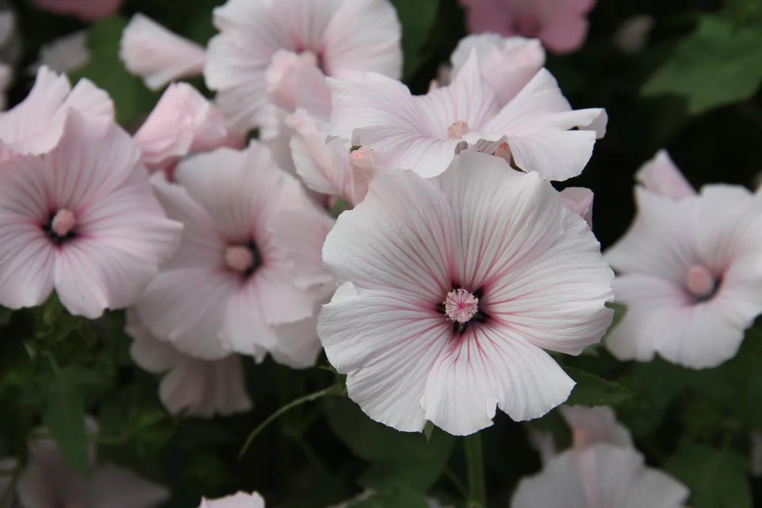 Vitale Rassen Bekermalva mix Pink Regis zaden onbespoten