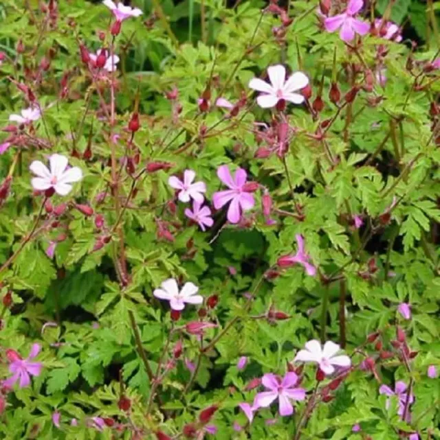 MediGran Robertskruid Geranium robertianum zaden schaduw