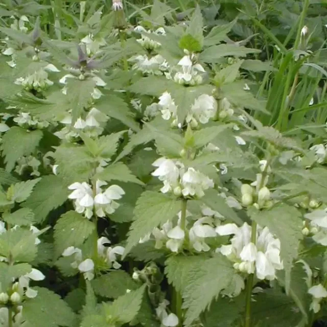 MediGran Lamium album witte dovenetel zaden onbespoten