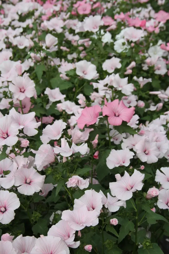 Vitale Rassen Bekermalva mix Pink Regis zaden onbespoten