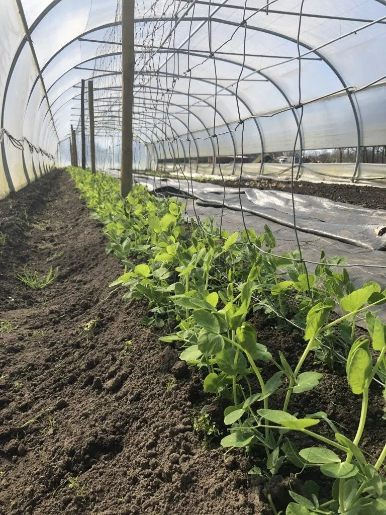 Vitale Rassen Sugar snaps hoog zaden onbespoten