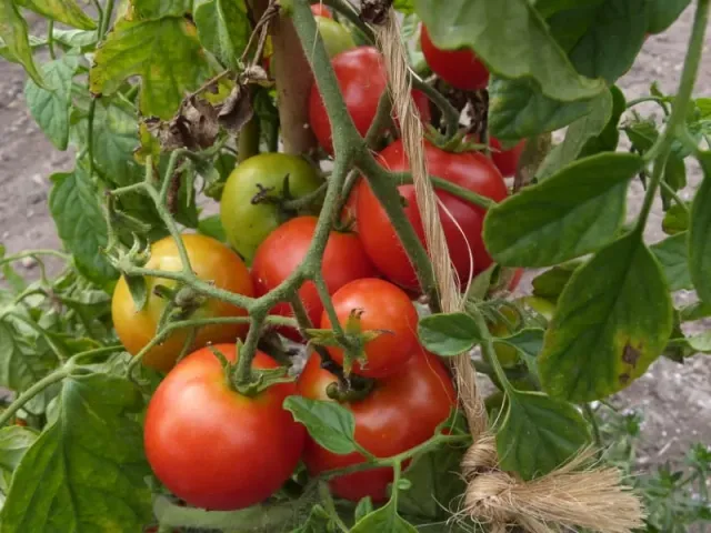De Tuinen van MergenMetz Sub Arctic Plenty tomatenzaden 15 stuks