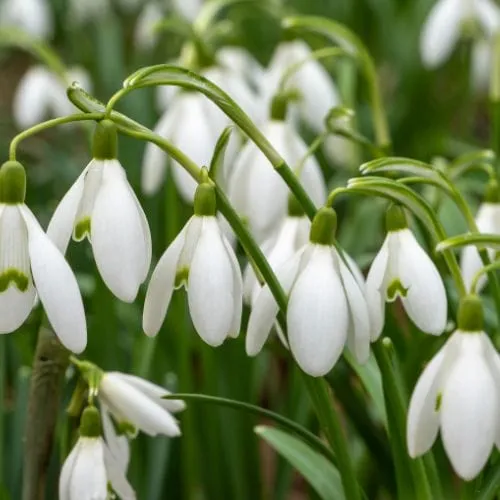 World Botanics Galanthus nivalis sneeuwklokjes 50 bollen