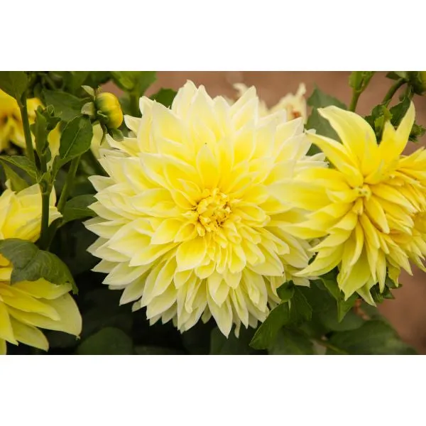 World Botanics Dahlia Kelvin Floodlight knol geel 1 stuk