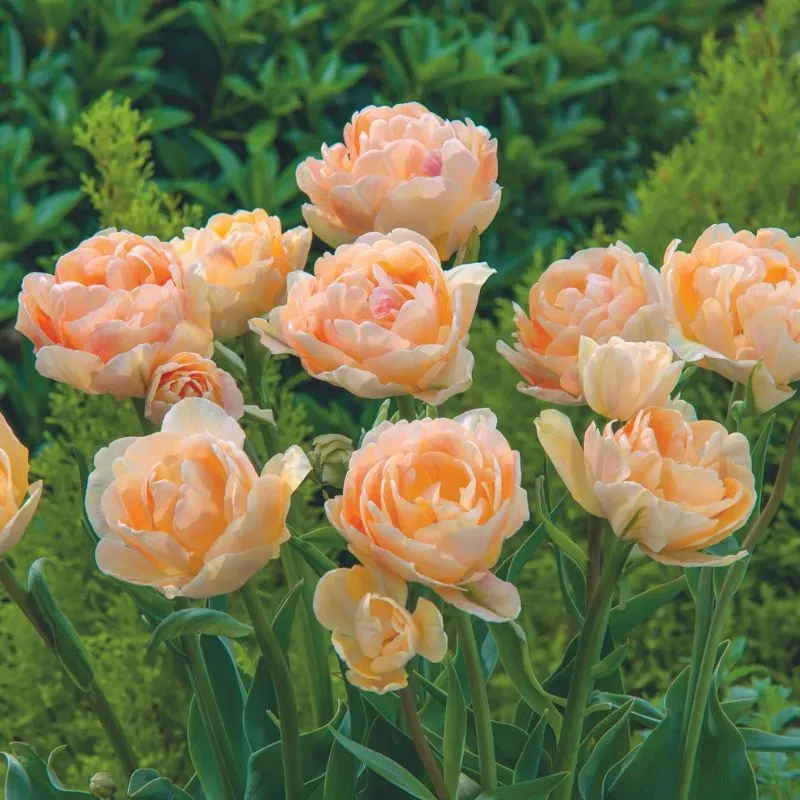 World Botanics Charming Lady tulpenbollen 15 stuks oranje