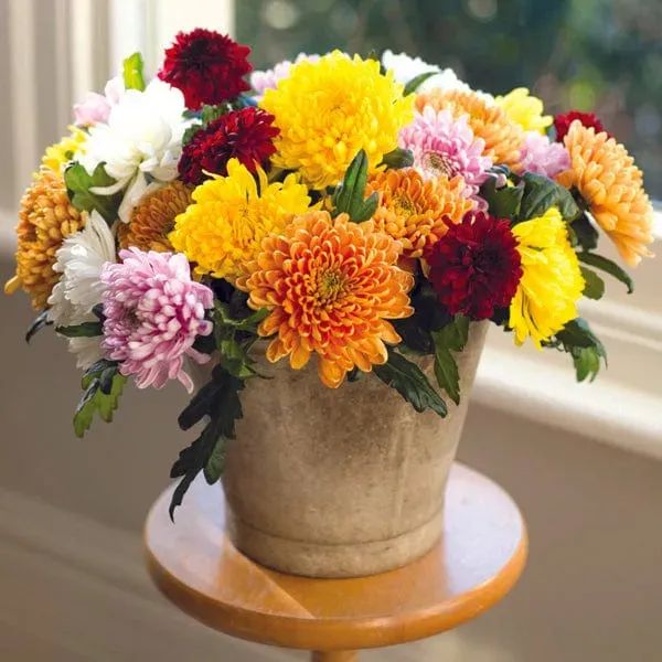World Botanics Woolmans Bloom Collection Chrysant planten 5 stuks
