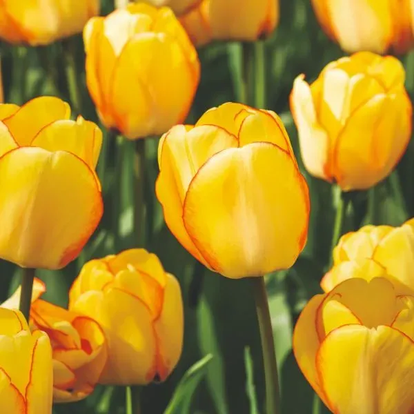 World Botanics Beauty of Spring tulpen bloembollen 15 stuks geel