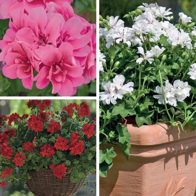 World Botanics Pelargonium Trailing Collection hanggeranium 15 planten