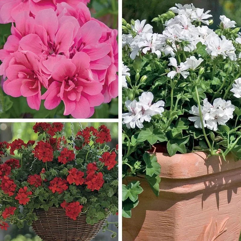 World Botanics Pelargonium Trailing Collection hanggeranium 15 planten