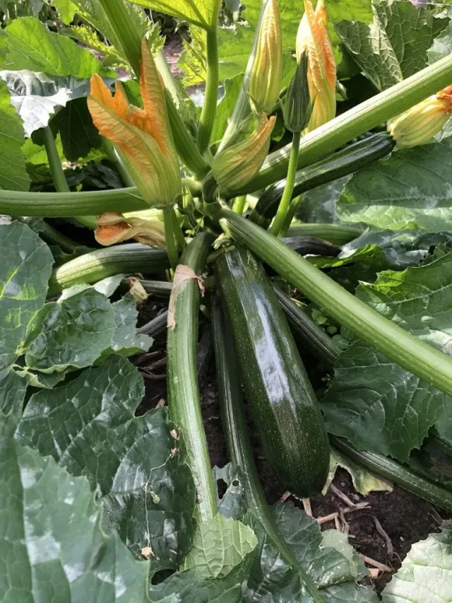 Vitale Rassen Courgette Mutabile zaden onbespoten