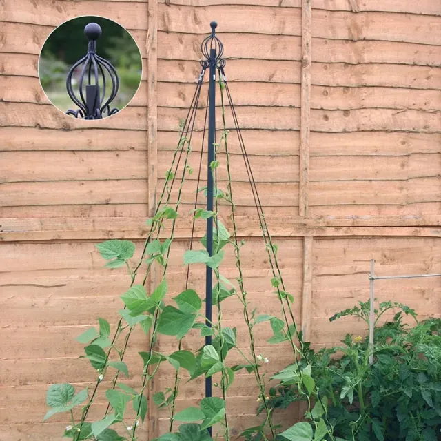 World Botanics bonenwigwam 190cm klimsteun