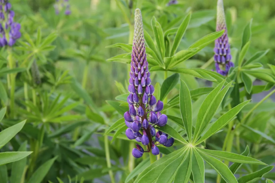 Vitale Rassen Vaste lupine bloemzaden onbespoten