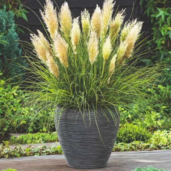 World Botanics Tiny Pampa pampasgras plant 1 x 9cm winterhard