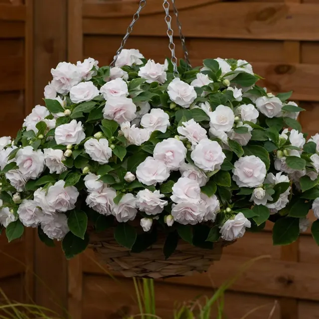 World Botanics Glimmer White impatiens jonge planten 5 stuks wit
