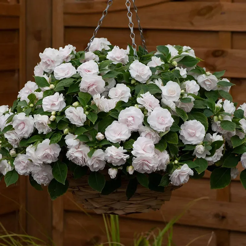 World Botanics Glimmer White impatiens jonge planten 5 stuks wit