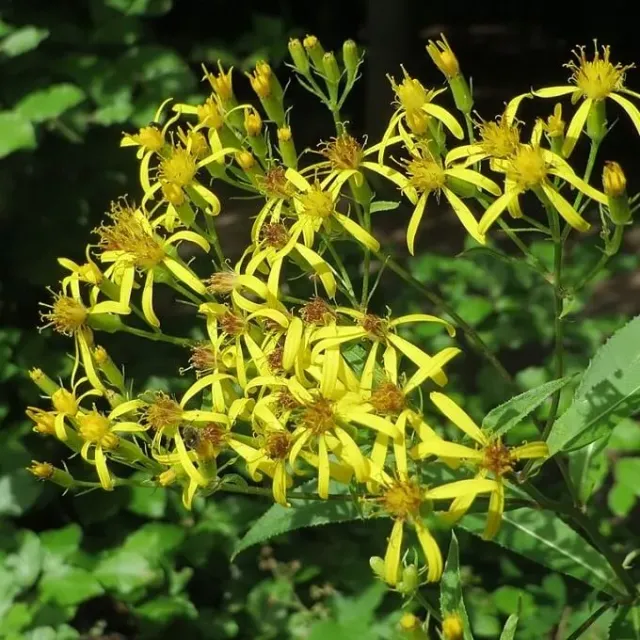 MediGran Senecio ovatus zaden schaduwkruiskruid schaduw