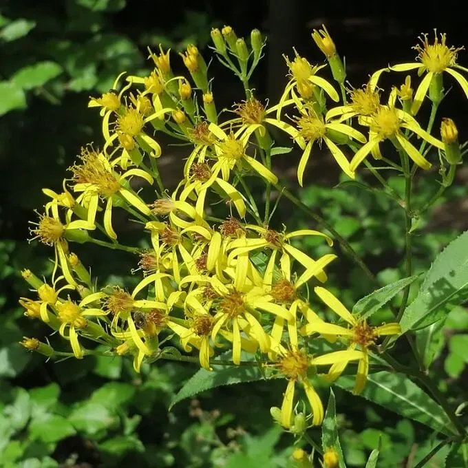 MediGran Senecio ovatus zaden schaduwkruiskruid schaduw