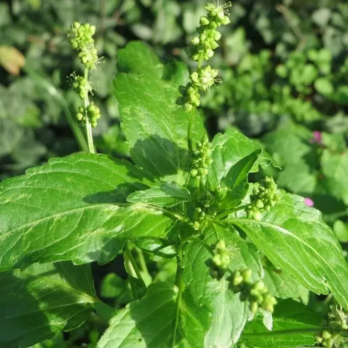MediGran Tuinbingelkruid Mercurialis annua zaden onbespoten