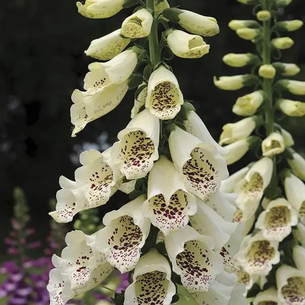 World Botanics Dalmatian Cream vingerhoedskruid 5 planten