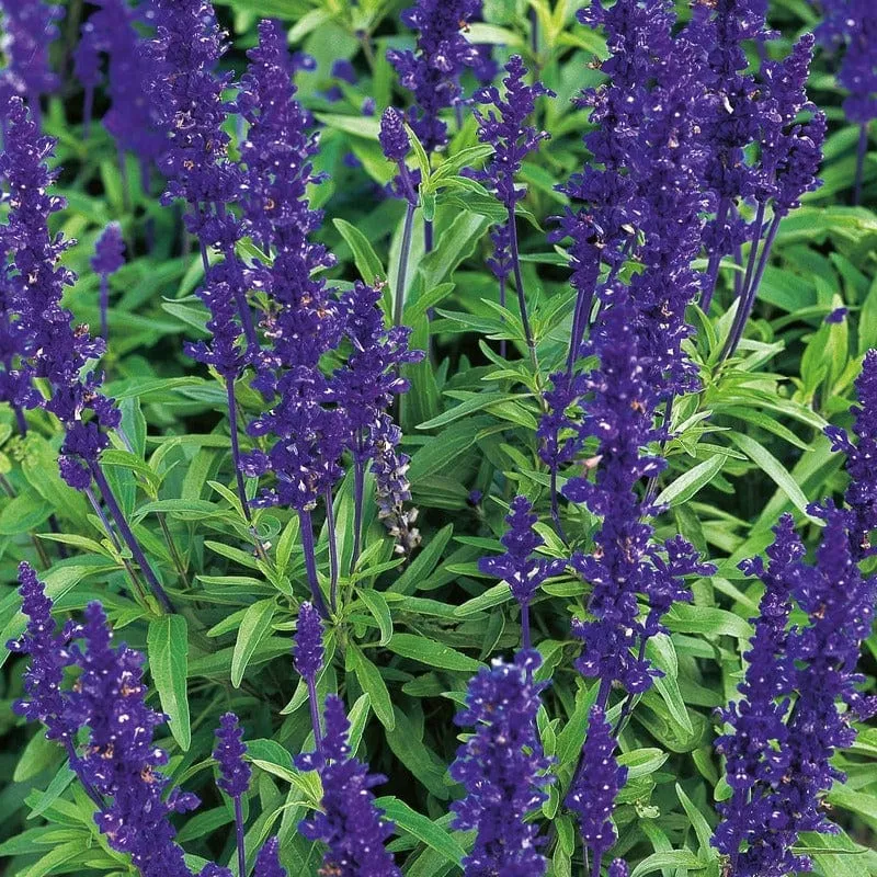 World Botanics Salvia Blue Victoria bloemzaden blauw vast