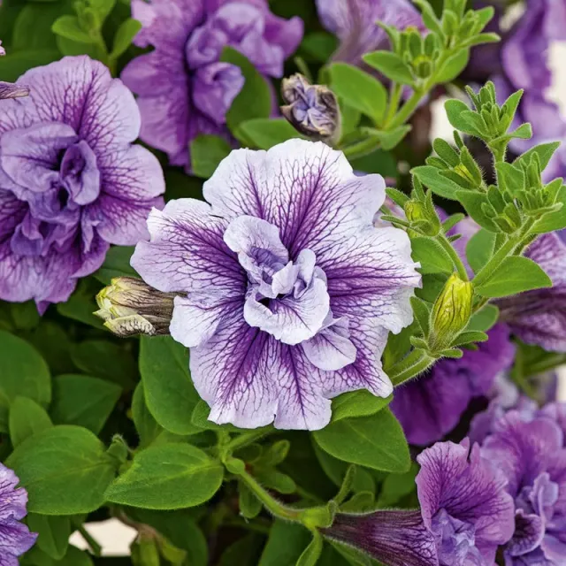 World Botanics Tumbelina Priscilla petunia 5 jonge planten
