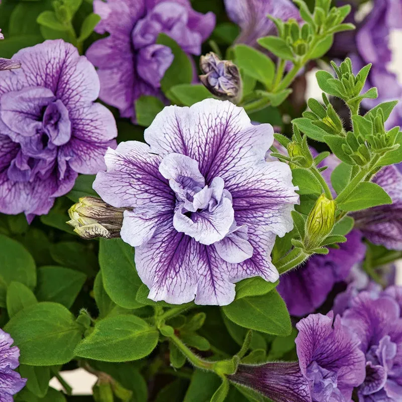 World Botanics Tumbelina Priscilla petunia 5 jonge planten