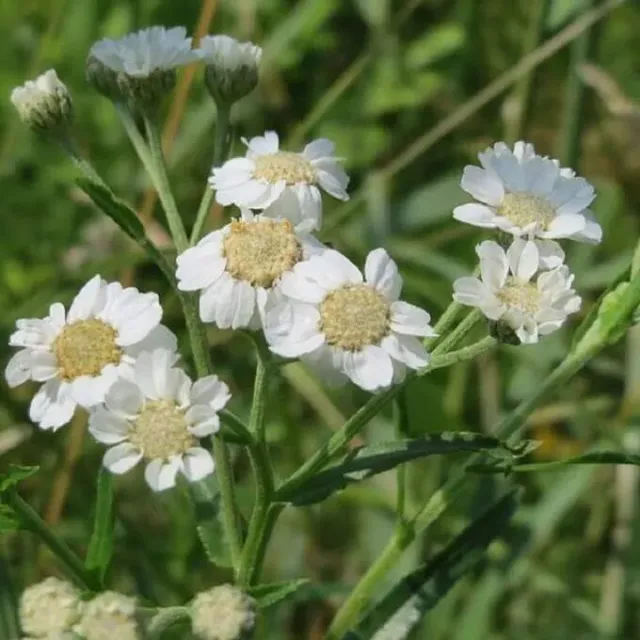 MediGran Achillea ptarmica wilde bertram zaden onbespoten