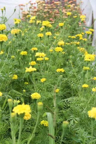 Vitale Rassen Afrikaantje Lemonade bloemzaden onbespoten